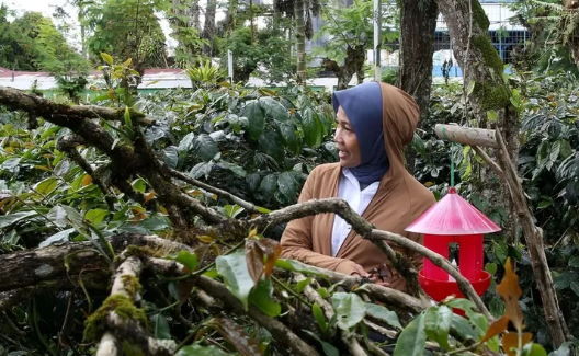 Tanpa Anak Belia Gimana Era Depan Kopi Indonesia